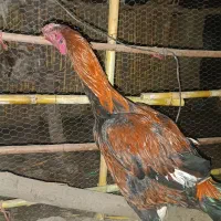 خروس لاری جوان وسالم