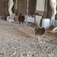 خروس لاری|حیوانات مزرعه|تهران, عبدل‌آباد|دیوار