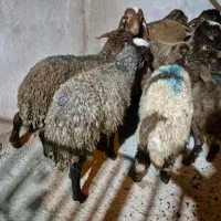 11عدد بره افشار|حیوانات مزرعه|بیرانوند, |دیوار