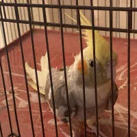 عروس هلندی نر دستی