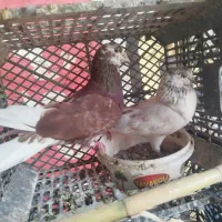 کبوتر خوب به شرط پرش