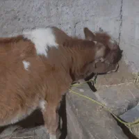 لیشه گیل دورگ