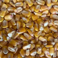 ذرت برزیلی دامی درجه یک