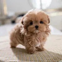 سگ شیتزو.مالیتیزی،پودلی