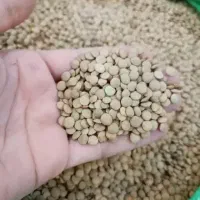 عدس|خوردنی و آشامیدنی|تهران, بازار|دیوار