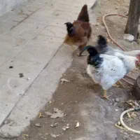 مرغ و خروس فروشی