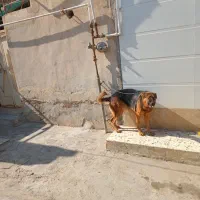 ژرمن تربیت شده نر۲سال ونیمه