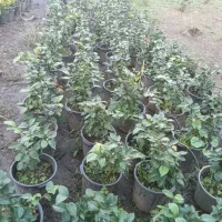 فتونیا و انواع گل|خدمات باغبانی و درختکاری|واجارگاه, |دیوار