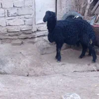 قوچ بیگوش فر|حیوانات مزرعه|نقده, |دیوار