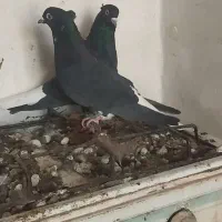 زاغ دم سفید