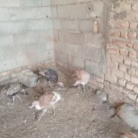 انبار الوم|حیوانات مزرعه|انبارآلوم, |دیوار