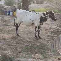 گاو با گوساله|حیوانات مزرعه|شمیل, |دیوار