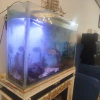 ماهی|ماهی|نیشابور, شهرک رضوی|دیوار