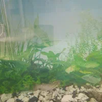 ماهی گوشتخوار|ماهی|بومهن, |دیوار