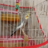 عروس هلندی
