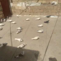 کفتر کبوتر ارزون