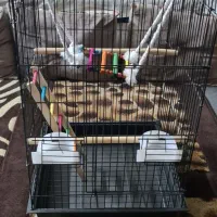 قفس پرنده برای عروس هلندی و گرینچیک