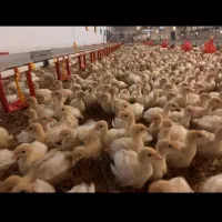 اردک جوجه رنگی گلپایگان|حیوانات مزرعه|ابریشم, |دیوار