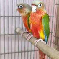 طوطی ملنگو گرین راهب عروس داسکی کاسکو اکلکتوس