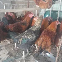 خروس|حیوانات مزرعه|اصفهان, آفاران|دیوار