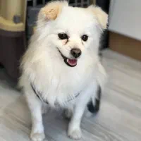 واگذاری سگ پامرانین