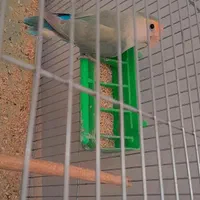 فروش کوتوله اوپال نر بازیگوش