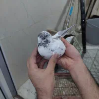 ۳عدد کفتر گرفتنی خوب|پرنده|قم, وادی السلام|دیوار