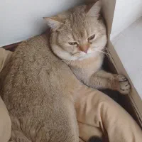 گربه|گربه|تهران, حسین‌آباد|دیوار