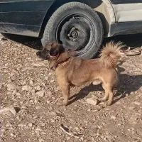 سگ خارجی پا کوتاه