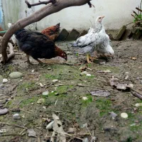 جوجه و نیمچه مرغ و خروس محلی