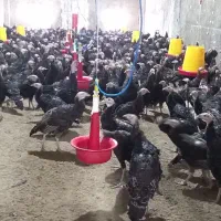 کارگر پرورش بوقلمون و طیور