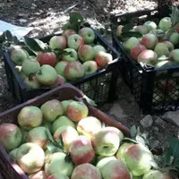 ویلا باغ ششدانگ روستا توریستی شهرآباد فیروزکوه۳۰۵m|فروش خانه و ویلا|فیروزکوه, |دیوار