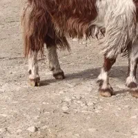 بز درشت آبستن دوقلو زا|حیوانات مزرعه|کوزران, |دیوار