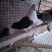 کبوتر|پرنده|کیار, |دیوار