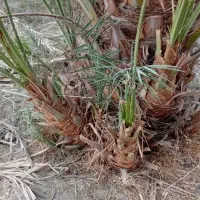 فسیل، پاچوش کلوته درجه یک