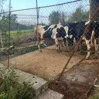 کارگر سرایدار