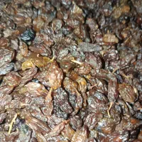 کشمش کاشمری