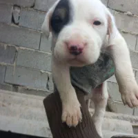 واگذاری سگ شکاری بهمراه ۹ توله