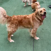 تربیت و مربی سگ|استخدام آموزشی|اصفهان, بهارستان|دیوار