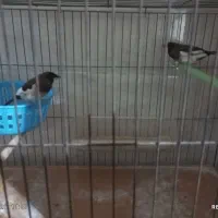 دوچرخه. فنچ. کوتوله. کفتر زاجر