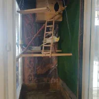 عروس هلندی|پرنده|رودهن, |دیوار