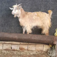 چپش ماده
