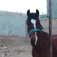 اسب نریان جوان عرب ایرانی مدارک دار