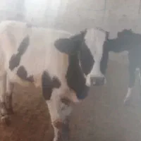 4عدد گوساله 3جوانه 1تلیسه|حیوانات مزرعه|تربت جام, میان جام|دیوار