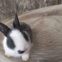 حراج خرگوش خانگی|موش و خرگوش|مهاباد (آذربایجان غربی), |دیوار