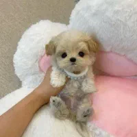 سگهای آپارتمانی|سگ|اصفهان, خانه اصفهان|دیوار