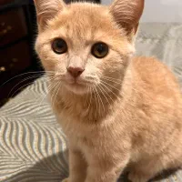 گربه میکس اسکاتیش و بریتیش|گربه|ارومیه, |دیوار