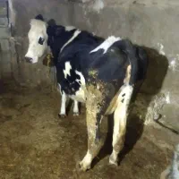 با سلام یک راس گاو سیمیتال