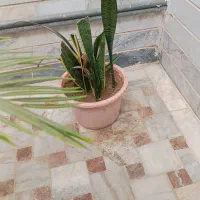 گل و گیاه|گل و گیاه طبیعی|سبزوار, پاسداران|دیوار