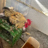 خروس جوان بالغ